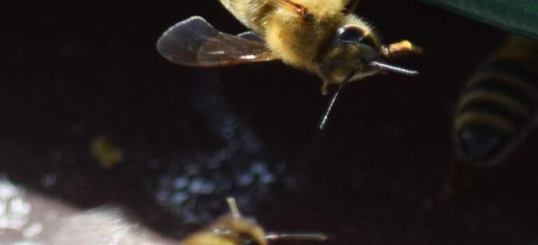 Bei uns tanzen die Bienen